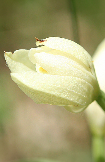 Cephalanthera damasonium, near Nördlingen.