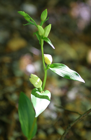 Cephalanthera damasonium, Nördlinger Ries.