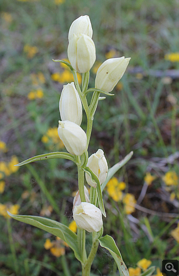 Cephalanthera damasonium, Landkreis Heidenheim.