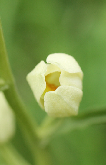 Cephalanthera damasonium, Bad Ditzenbach.