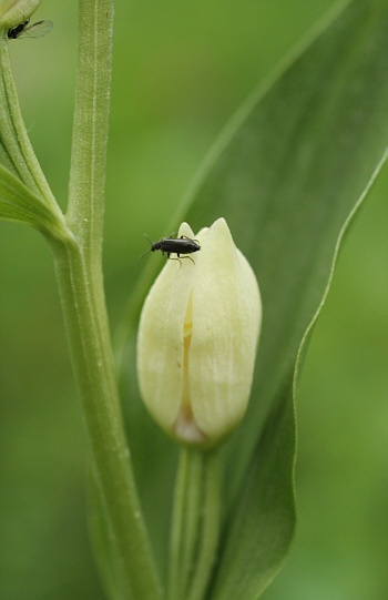 Cephalanthera damasonium, Bad Ditzenbach.