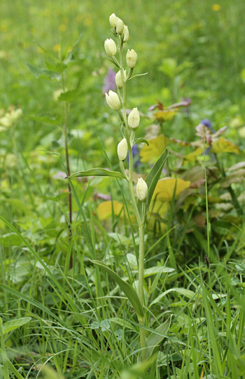 Cephalanthera damasonium, Bad Ditzenbach.