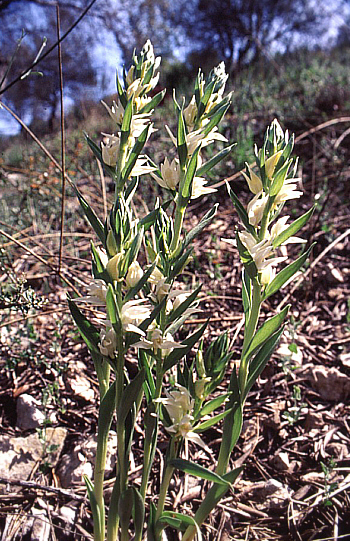 Cephalanthera epipactoides, Southwestern Turkey.