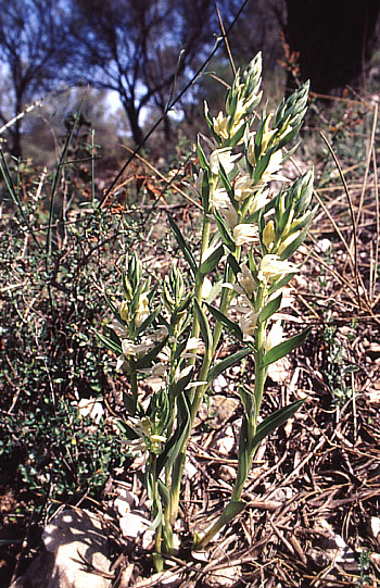 Cephalanthera epipactoides, Southwestern Turkey.