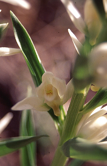 Cephalanthera epipactoides, Southwestern Turkey.