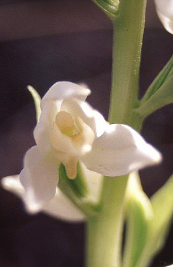 Cephalanthera epipactoides, Südwesttürkei.