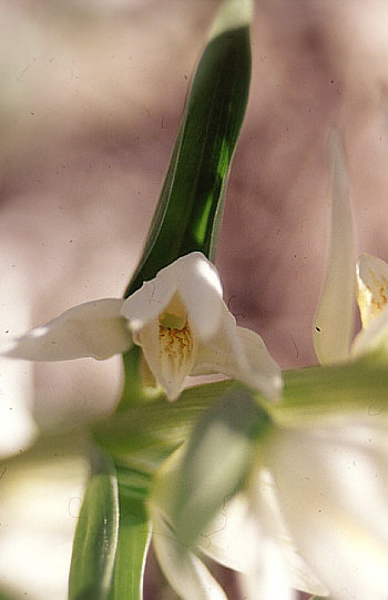 Cephalanthera epipactoides, Southwestern Turkey.