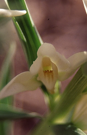 Cephalanthera epipactoides, Südwesttürkei.