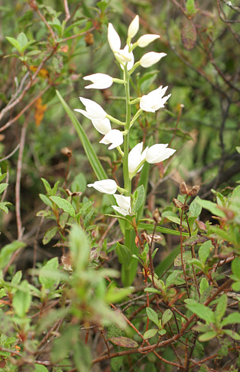 Cephalanthera longifolia, Seui.