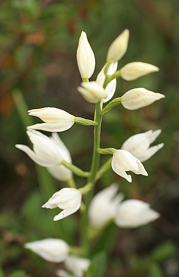 Cephalanthera longifolia, Seui.