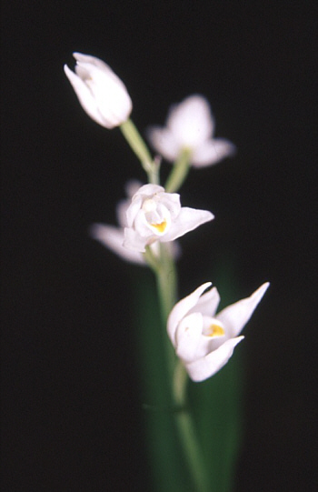 Cephalanthera longifolia, district Heidenheim.