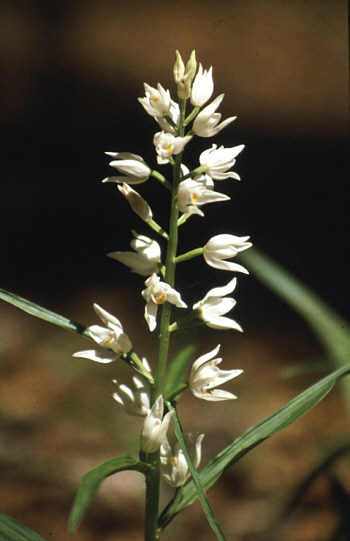 Cephalanthera longifolia, Landkreis Heidenheim.