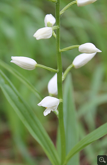 Cephalanthera longifolia, Villetta Barrea.