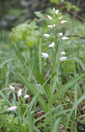 Cephalanthera longifolia, Villetta Barrea.