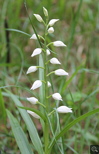 Cephalanthera longifolia, Villetta Barrea.