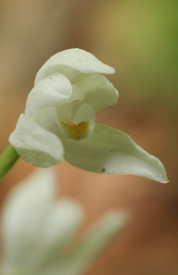 Cephalanthera longifolia, Bad Ditzenbach.