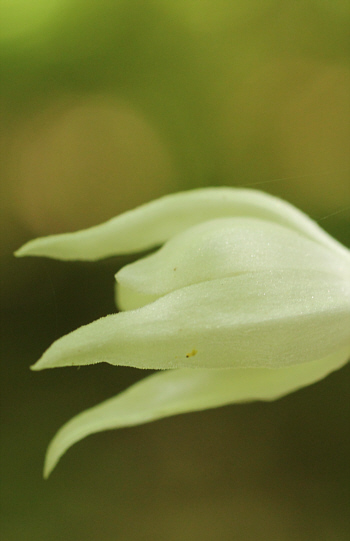 Cephalanthera longifolia, Bad Ditzenbach.