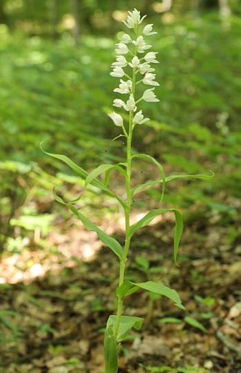 Cephalanthera longifolia, Bad Ditzenbach.