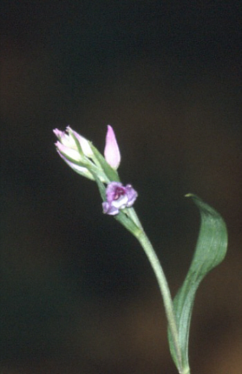 Cephalanthera rubra, district Heidenheim.