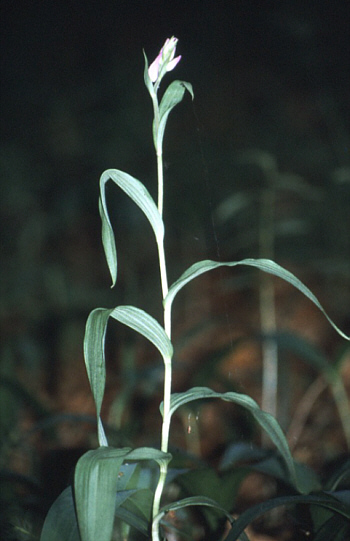 Cephalanthera rubra, district Heidenheim.