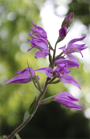 Cephalanthera rubra, Reutlingen.