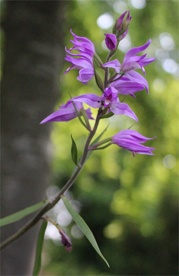 Cephalanthera rubra, Reutlingen.