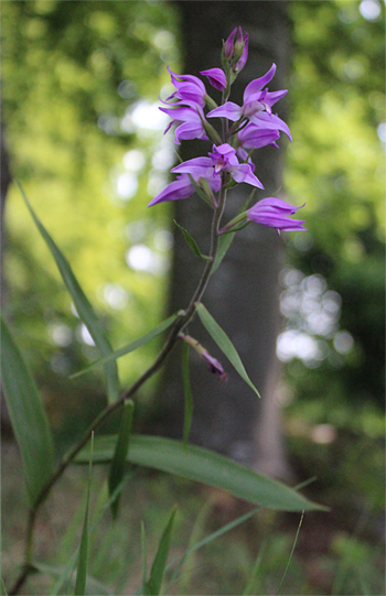 Cephalanthera rubra, Reutlingen.