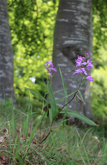 Cephalanthera rubra, Reutlingen.