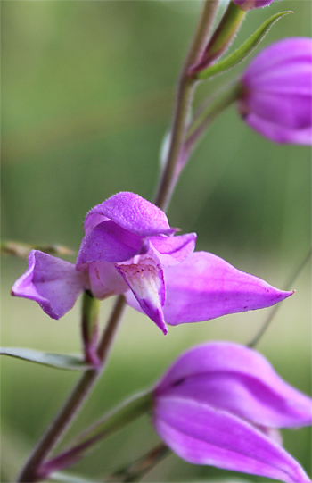 Cephalanthera rubra, Reutlingen.