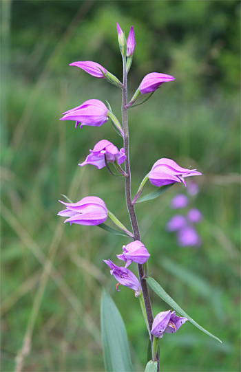 Cephalanthera rubra, Reutlingen.