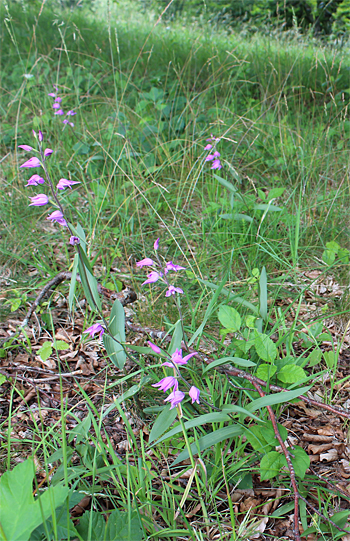 Cephalanthera rubra, Reutlingen.