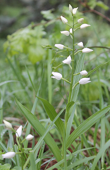 Cephalanthera longifolia