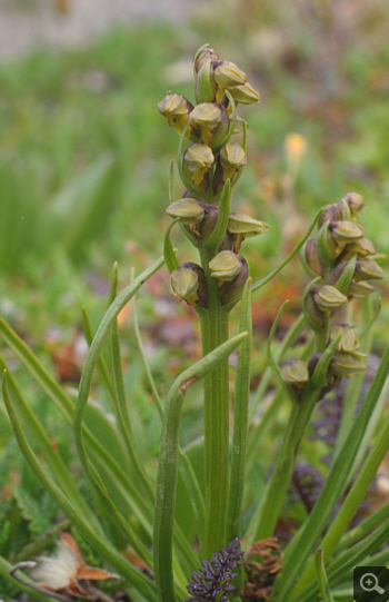 Chamorchis alpina, Nebelhorn.