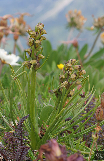 Chamorchis alpina, Nebelhorn.