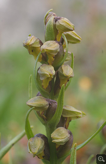 Chamorchis alpina, Nebelhorn.