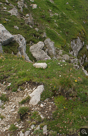 Habitat of Chamorchis alpina, Nebelhorn.