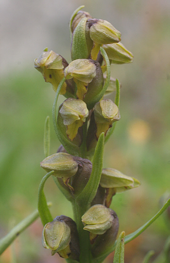 Chamorchis alpina