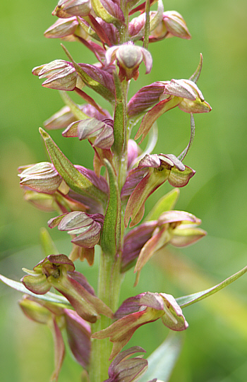 Coeloglossum viride, Seiser Alm.