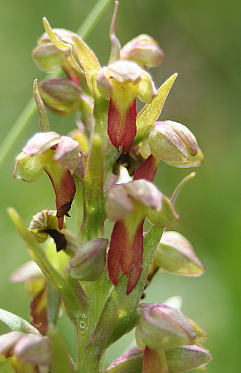 Coeloglossum viride, Seiser Alm.