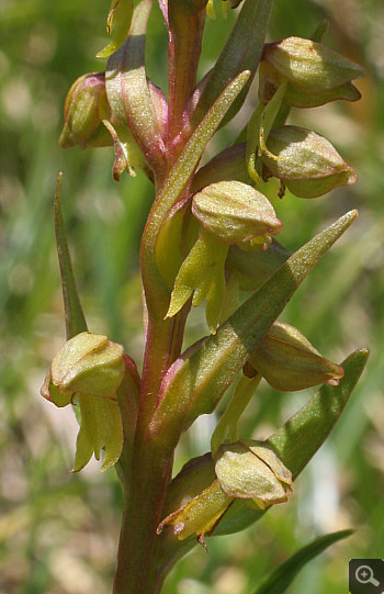 Coeloglossum viride, Nebelhorn.