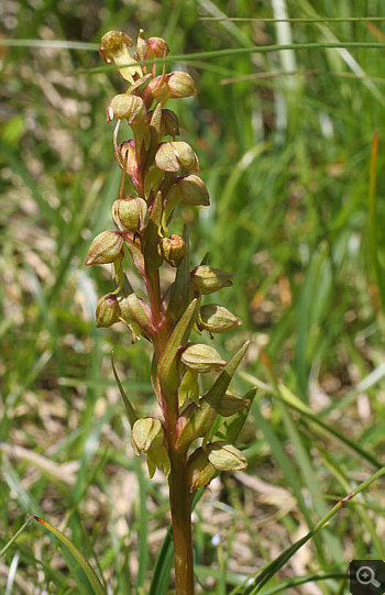 Coeloglossum viride, Nebelhorn.