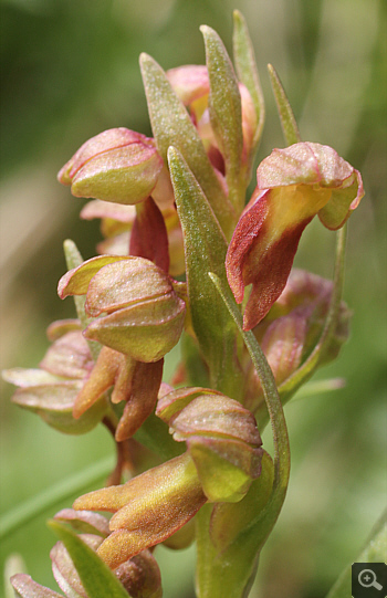 Coeloglossum viride, Geigelstein.