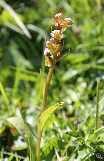 Coeloglossum viride, Schafberg.