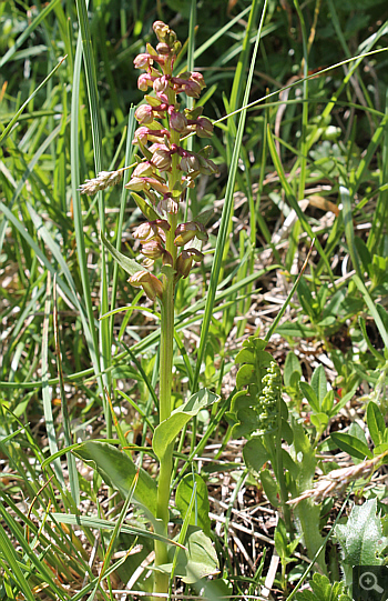 Coeloglossum viride, Schafberg.