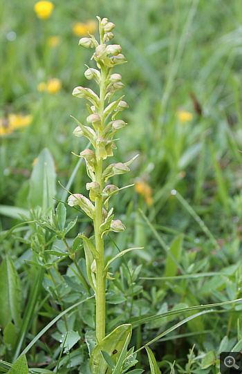 Coeloglossum viride, Forcella di Cervaro.