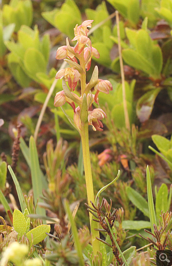 Coeloglossum viride, Lawinenstein.