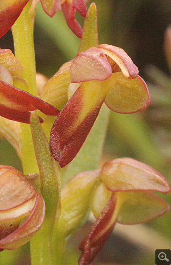 Coeloglossum viride, Lawinenstein.