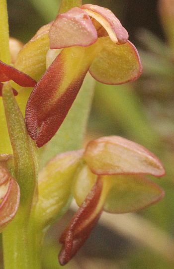 Coeloglossum viride