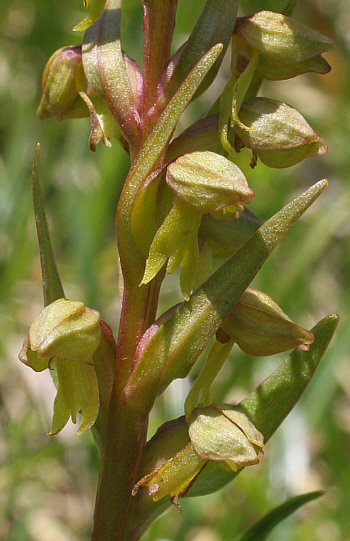 Coeloglossum viride