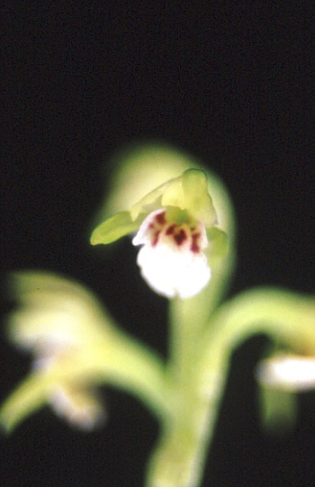 Corallorhiza trifida, Southern Black Forest.